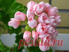 Aneleflora: пеларгонии