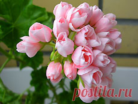 Aneleflora: пеларгонии