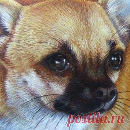 Чихуахуа, нарисованные на камне | Портрет Лолы