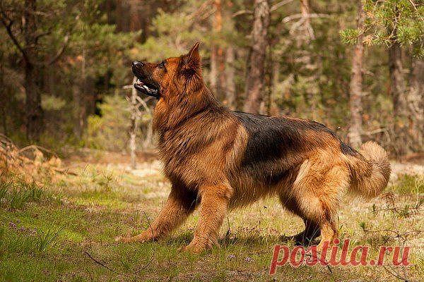 БЫВАЕТ ЛИ ТОКСИКОЗ У СОБАК 

Токсикоз - это патологическое состояние, отравление организма собственными продуктами распада. Это происходит из-за сбоев во время беременности в работе органов, которые отвечают за детоксикацию (почки, печень и т.д.).

Как и у людей, у собак тоже бывает токсикоз, хотя и реже. Наибольшее количество токсикозов встречается у беременных сук декоративных карликовых породах. Из них отравлением страдает каждая вторая сука, наблюдаются самые частые аб...