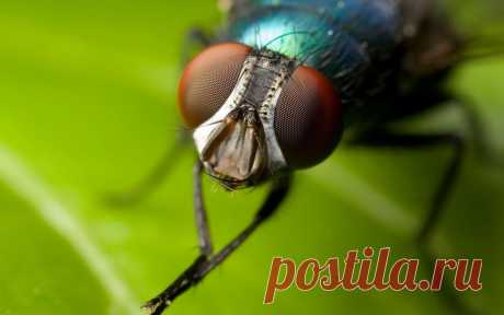 Доктора из мира насекомых | Домашняя аптечка