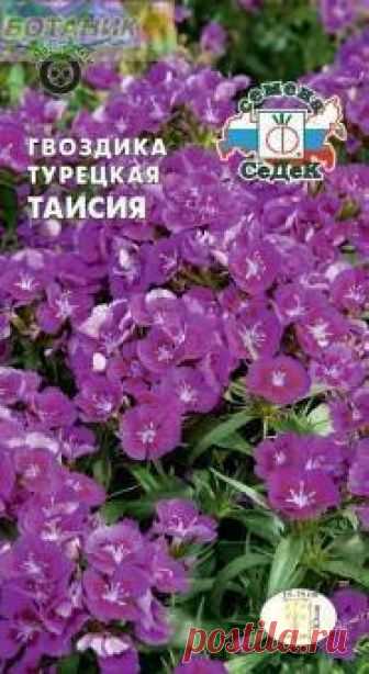 Семена Гвоздика турецкая Таисия 0,5 грамма Седек: продажа, цена в Харькове.  от 