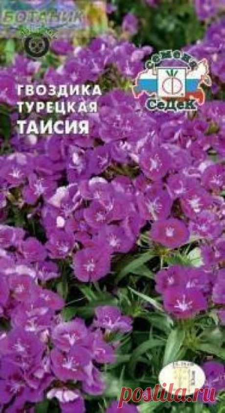 Семена Гвоздика турецкая Таисия 0,5 грамма Седек: продажа, цена в Харькове.  от "Агроплюс2000" - 258256417 Семена Гвоздика турецкая Таисия 0,5 грамма Седек. Подробная информация о товаре/услуге и поставщике. Цена и условия поставки