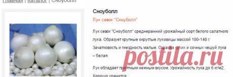 Сноуболл - Каталог - Лук севок, лук севок оптом, лук севок купить, лук севок цена