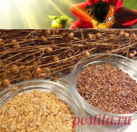 Полезные свойства семян льна, рецепты | Правила здоровья и долголетия