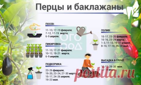 Выращивание рассады перца и баклажанов в 2019 году: лунный календарь работ