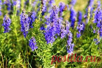 (+1) тема - Чем полезен иссоп и легко ли его выращивать | 6 соток