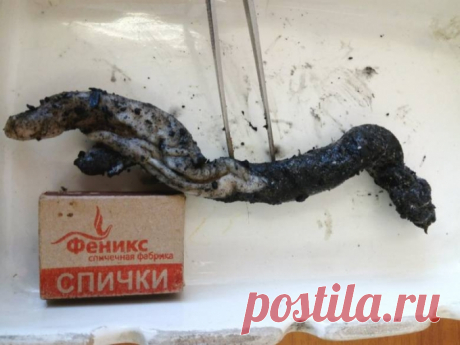 "Костанайский червь" может быть связан с НЛО и гибелью сайгаков – 9 фактов «Космопоиск» — общественная организация по исследованию аномальных явлений, основанная при московском авиационном институте в 1980 году. Ее основатель Вадим Чернобров в феврале пробыл несколько дней в Костанае. Он взял пробы «артефакта», найденного в январе в куче угля школьным кочегаром и отправил их в Москву для независимого исследования. — В вашем регионе был и другой интерес, …