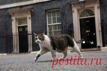 Ветеринар высказался о влиянии смены премьеров Британии на кота Ларри. Главный мышелов правительства Великобритании кот Ларри, живущий в резиденции на Даунинг-стрит, точно не переживает из-за смены премьер-министров. Об этом в беседе с «Лентой.ру» рассказал ветеринар Евгений Цыпленков. Ранее Лиз Трасс заявила об уходе с поста премьер-министра и главы консервативной партии Британии.