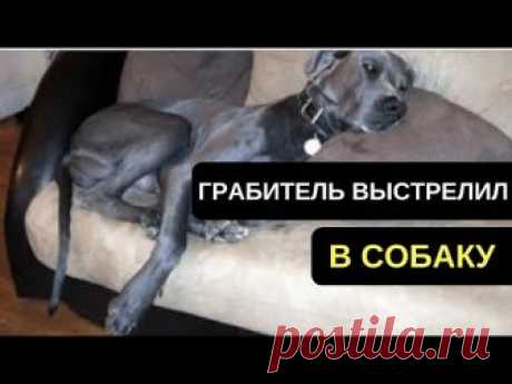 ГРАБИТЕЛЬ ВЫСТРЕЛИЛ В ЕГО СОБАКУ, НО СПУСТЯ 2 ГОДА МУЖЧИНУ ЖДАЛ СЮРПРИЗ. #СПАСЕНИЕЖИВОТНЫХ