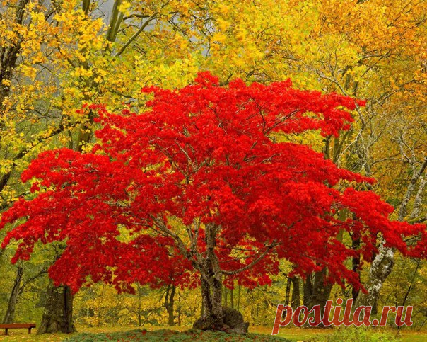 Желаю всем теплой, яркой и счастливой осени!!!😘
