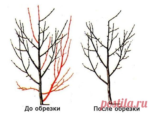 Правильная обрезка сливы – советы для начинающих