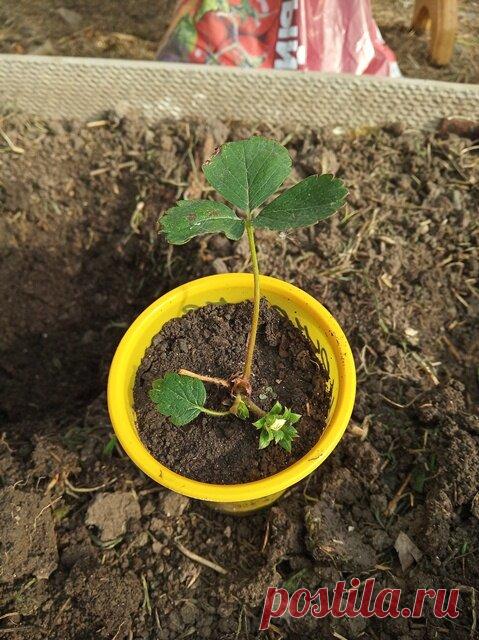 Клубника: посадка сорта Амандине | Дом с огородом в пригороде | Яндекс Дзен
Когда у всех клубника кончится, а у меня будет продолжаться!
Свекровь уже навезла с лета клубнику на посадку - никто не просил - сорт бабушкина-местная-обычная. Я ее высадила, и к осени кустики хорошо прижились, пустили усы.
Но какая она на вкус толком и не поняла, т.к. ягодок было мало. :((
Я загорелась ремонтантной клубникой, папа вычитал про сорт Амандине.