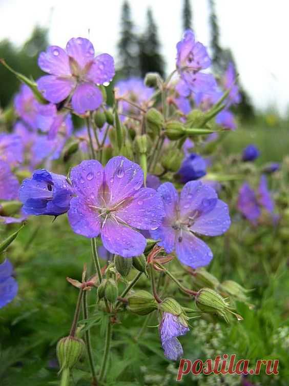 (10) Наш мир - удивительный , и красивый, весёлый и мудрый.