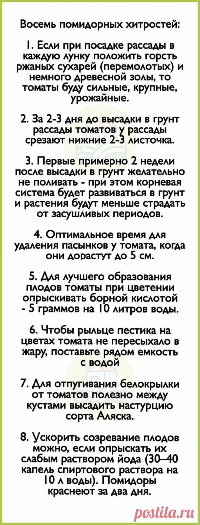 8 помидорных хитростей