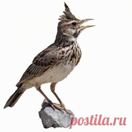 Жаворонок полевой