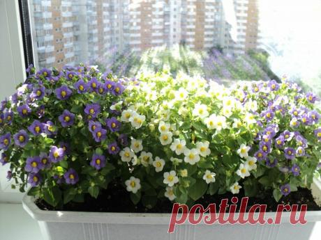 Тысячи цветков с весны до осени | ЗЕЛЕНЫЙ МИР С ЕЛЕНОЙ | Яндекс Дзен