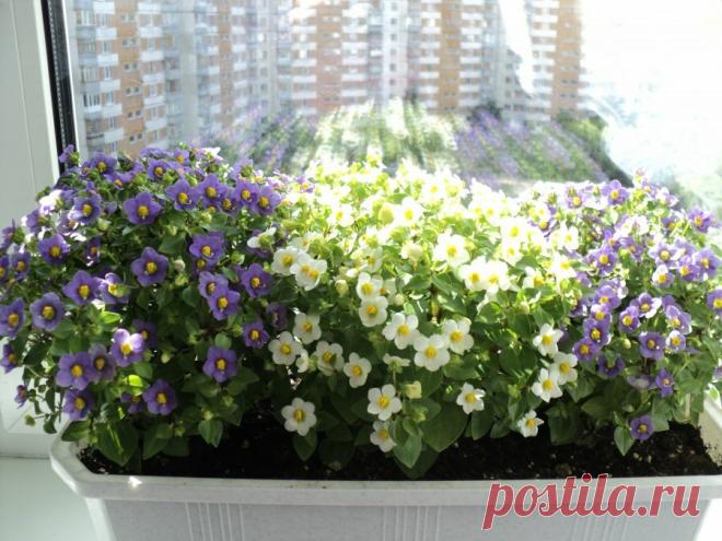 Тысячи цветков с весны до осени | ЗЕЛЕНЫЙ МИР С ЕЛЕНОЙ | Яндекс Дзен