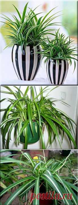 Хлорофитум (Chlorophytum). Описание, виды и уход за хлорофитумом
