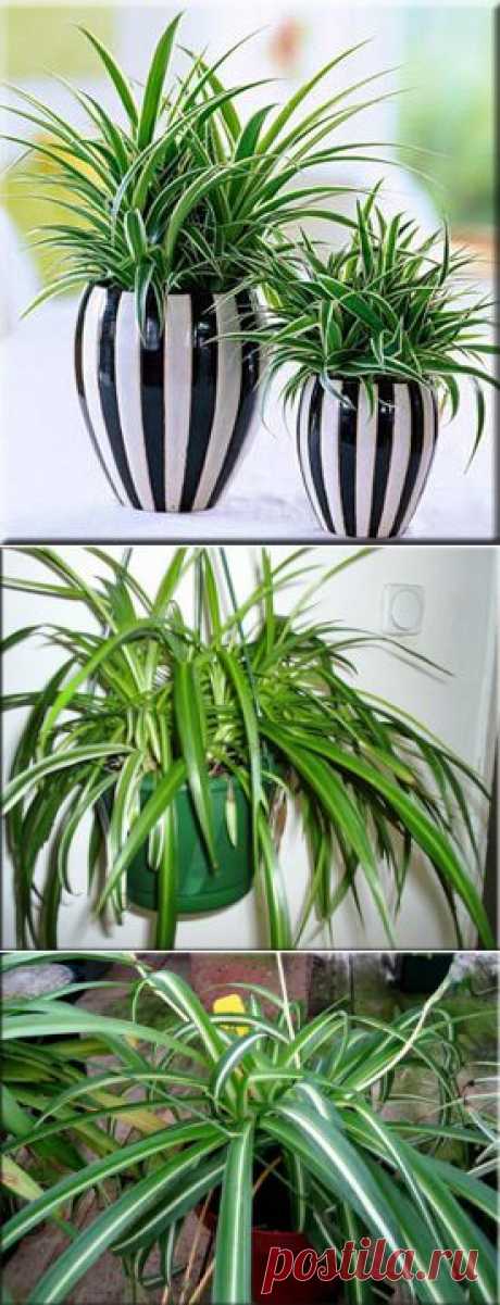 Хлорофитум (Chlorophytum). Описание, виды и уход за хлорофитумом