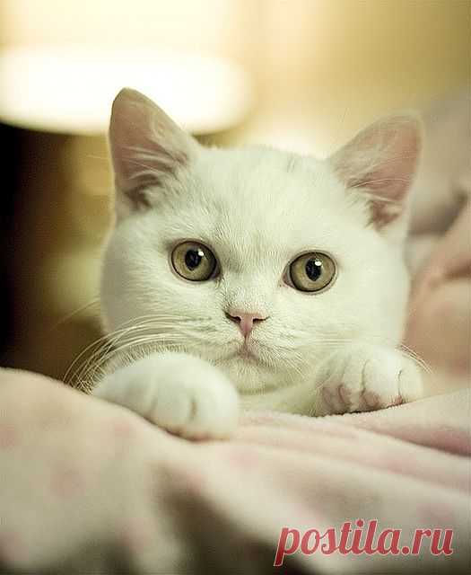 Milou | Flickr - Photo Sharing!