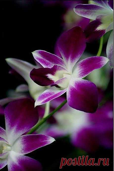 pcxHMFSBor4.jpg (403×604)