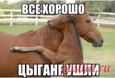 Смешные фото и картинки / Приколы