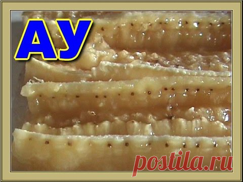 Выращиваем бананы из семян бананов-Grown bananasgrow from ceeds bananas - YouTube