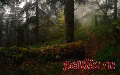 35PHOTO - Александр Плеханов - Тропою осени туманной