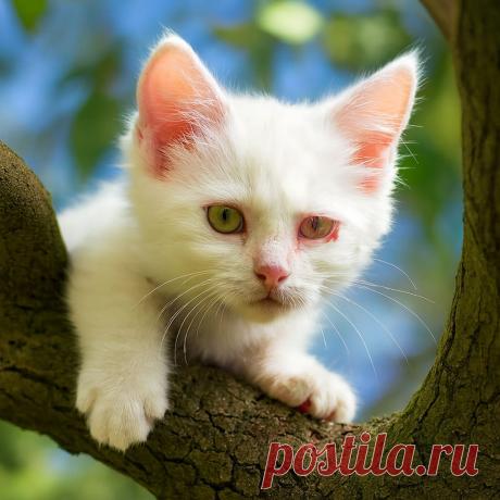 Аполлон и “склоченный” коллектив - OGADANIE.RU