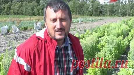 Городские дачники 09. Салат