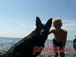 Отдых на море с собакой - Bсе для людей!