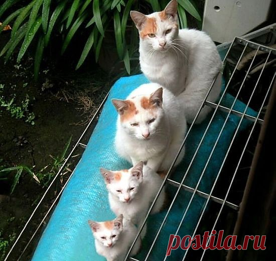 Всё о кошках. — «Кошка - матрёшка» на Яндекс.Фотках