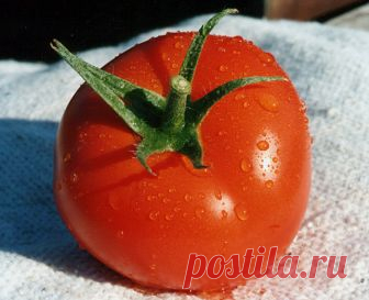 Хранить нельзя: 10 продуктов, которые нужно немедленно вытащить из холодильника