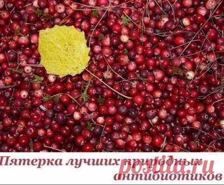 Лучшие природные антибиотики