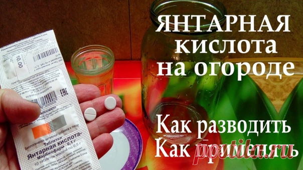 Польза янтарной кислоты для растений
===========================
Янтарная кислота применяется многими дачниками. В ее состав входит масса незаменимых для растений питательных элементов. При правильном применении, можно стимулировать рост, развитие культур, улучшить устойчивость к неблагоприятной погоде, повысить иммунитет. Вещество полезно не только для растений, но и для грунта.
Показать полностью…