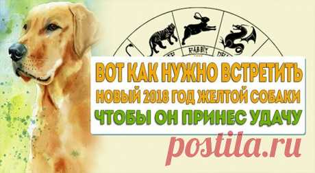 Чтобы год Собаки был удачным, нужно обязательно почтить покровителя года: — Полезные советы