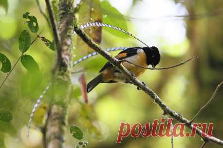 птицы | Записи с меткой птицы | Дневник Лена_Солнышко