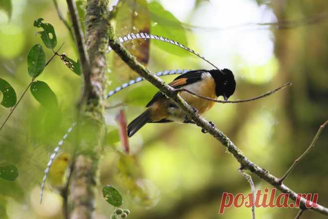 птицы | Записи с меткой птицы | Дневник Лена_Солнышко