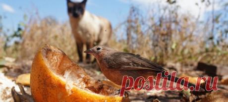 Кошек издавна чествуют за эффективность в истреблении грызунов. Нюанс в том, что питомцы на свободном выгуле и бездомные кошки кроме вредителей убивают ещё и массу других животных – порой их жертвами становятся даже представители вымирающих видов.