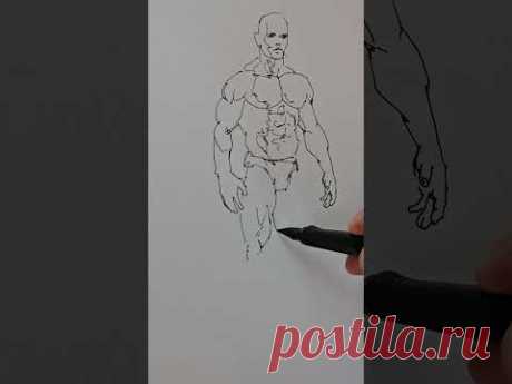 как рисовать анатомию как нарисовать человека #рисунок #sketch #drawing #draw