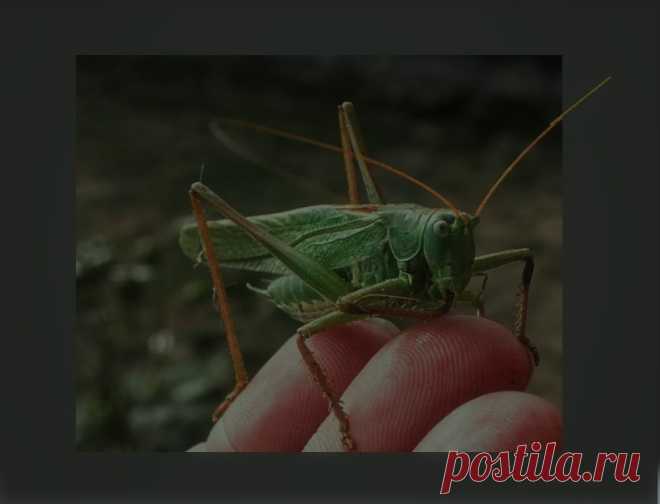 Пища Иоанна Крестителя:   ".. а пищею его были акриды и дикий мед"  
                Евангелие от Матфея 3:4