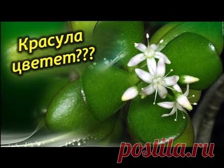 Толстянка не цветет? Как помочь зацвести "Денежному дереву"?