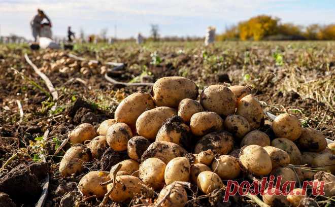 Импорт картофеля из Грузии в Россию остановился. Импорт в Россию картофеля из Грузии был приостановлен в июле 2025 года после девяти месяцев непрерывных закупок, сообщает «РИА Новости» со ссылкой на данные Национальной службы статистики Грузии.