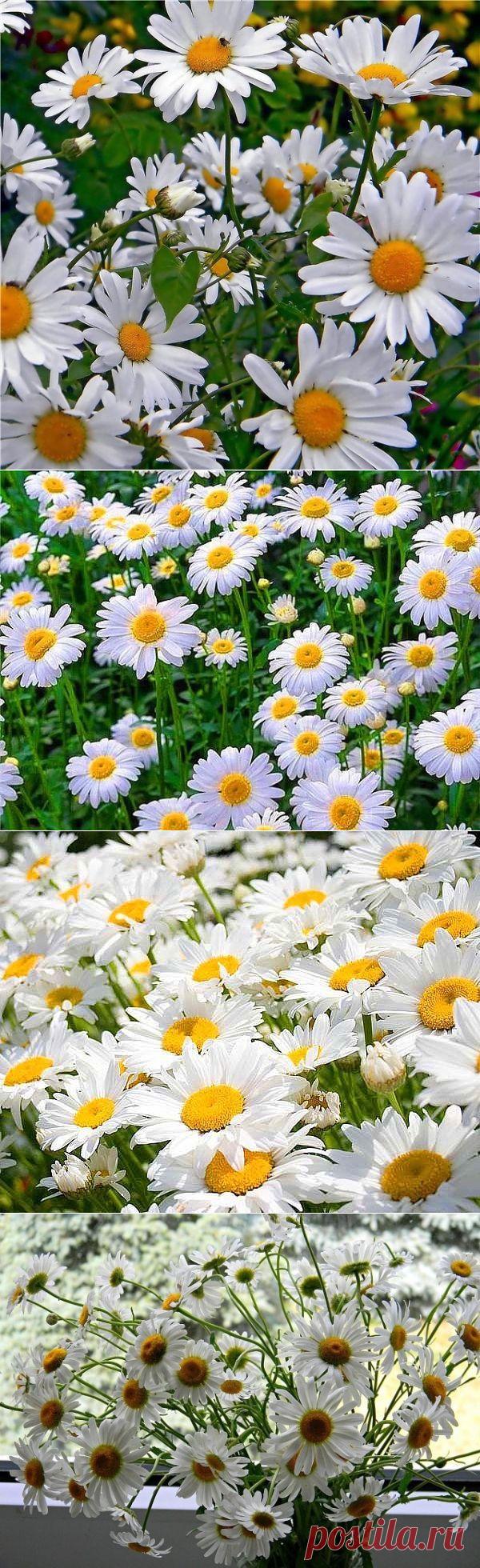 (1) Одноклассники