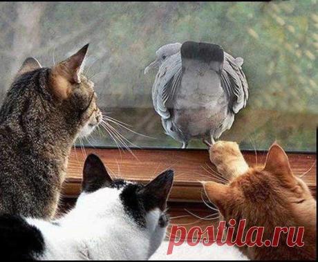 котэйки.