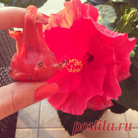 🌺Цукаты из гибискуса🌺 - очень вкусно и, что немаловажно, полезно! ✅Употребление гибискуса в пищу помогает укреплять кровеносные сосуды, способствует очищению организма от холестерина, нормализует работу ЖКТ. ✅Благодаря высокому содержанию аскорбиновой кислоты, гибискус помогает укрепить иммунитет и нормализовать артериальное давление. ✅Кроме того, психологи считают, что присутствие гибискуса в доме или в саду улучшает эмоциональный климат в семье. С научной же точки зрен...
