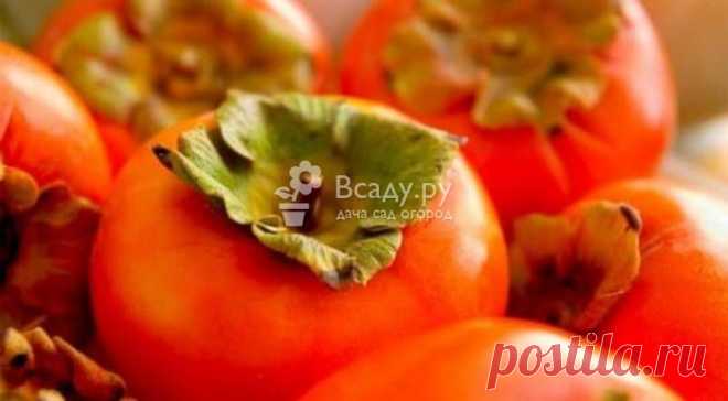 Сорта хурмы с фото: самые вкусные и сладкие и морозостойкие