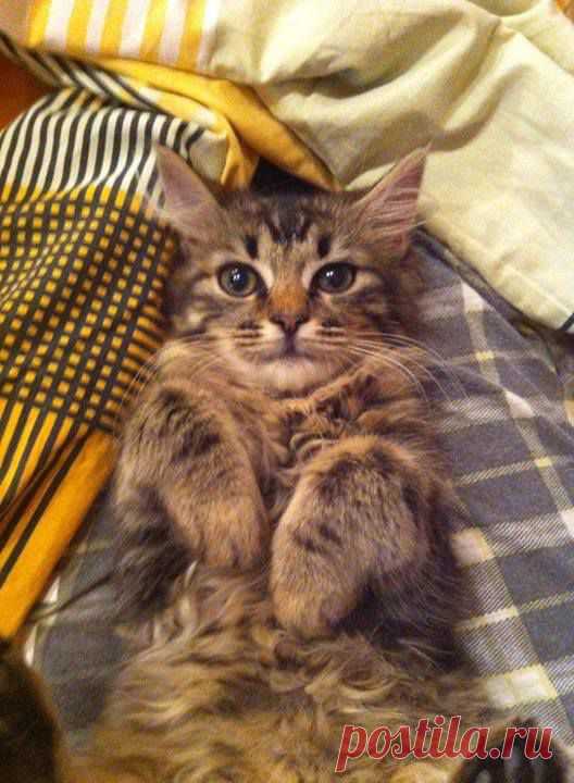 КИЕВ! Котенок-девочка в хорошие руки.
Девочка-котеночек ищет дом. Малышке 3 мес. От паразитов обработана . Лоточек знает. Уютненькая,ласковая, игривая .Красота неймоверная! Пока назвали-Тамира.
Звоните – 098-055-50-46. Яна
https://www.facebook.com/groups/448462781920736/permalink/530557900377890/