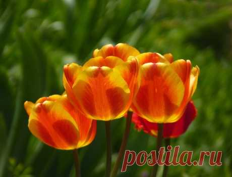 🌺🌼🍀🌈🌷 Снова май цветущий и яркий На смену апрелю пришел. И по-летнему стало жарко, На улице так хорошо. И небо волшебная сказка, И радуга над головой. Повсюду зеленая краска - Лужайки покрылись травой. И первые чудо-цветочки, Как лампочки, ярко горят. Уже распустились листочки - Деревья сменили наряд. Это май цветущий и яркий Апрелю на смену пришел. И по-летнему стало жарко, На улице так хорошо! Надежда Суркова